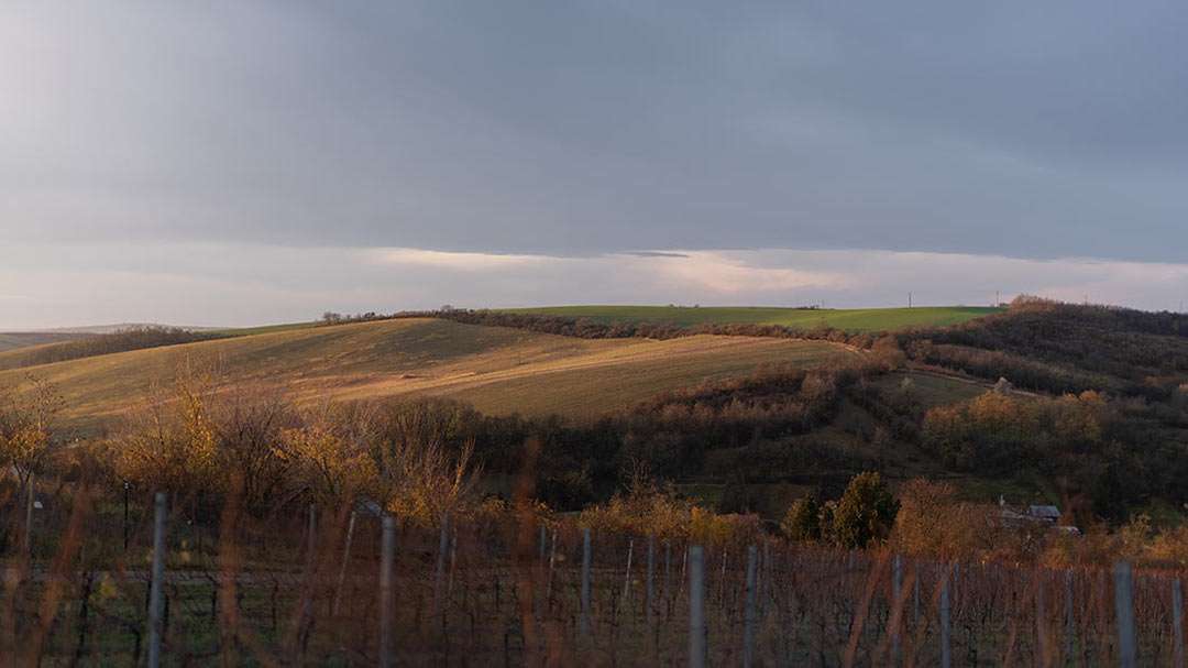 Gurdau vinařství